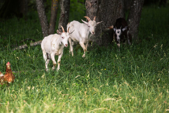 Goats and Sheep (Subfamily Caprinae)