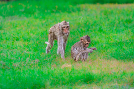 Crab-eating macaques at the Phra Prang Sam Yot temple in Lopburi province, Thailand
