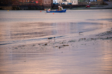 Obraz premium North Berwick, Scotland - 14 April 2025. Three oystercatchers walking along the beach during sunset, reflecting serene coastal life and the beauty of nature.