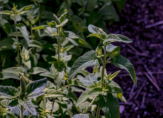 Lemon balm green leaves. Rural nature. Organic farming. Herbal plant in the wild nature. Many fresh green leaves of lemon balm or Melissa officinalis. Melissa leaf.
