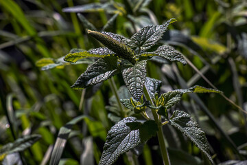 Lemon balm green leaves. Rural nature. Organic farming. Herbal plant in the wild nature. Many fresh green leaves of lemon balm or Melissa officinalis.
