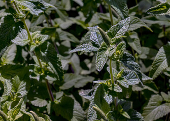 Lemon balm green leaves. Rural nature. Organic farming. Herbal plant in wild nature. Many fresh green leaves of lemon balm or Melissa officinalis. Melissa leaf.