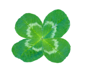 Four-leaf Clover isolated on transparent background, St. Patrick's Day symbol isolated on transparent background with clipping path. Floral design element for cards, invitations, posters.