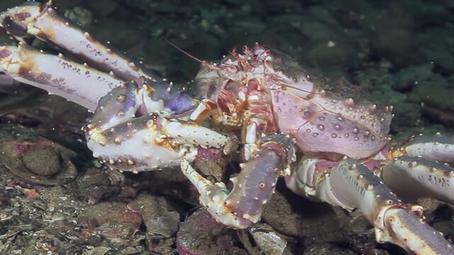 An enormous King Crab crawls over the craggy ocean floor. Marvel at the intricate details of this gigantic crustacean in its natural deep-sea habitat during the day.