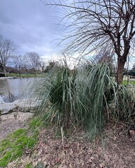 Cortaderia selloana, commonly known as pampas grass, growing in winter near a park pond. Ornamental perennial grass with long arching leaves, widely used in landscape design, urban parks and gardens.