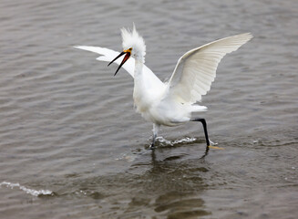 snowy egret in the water