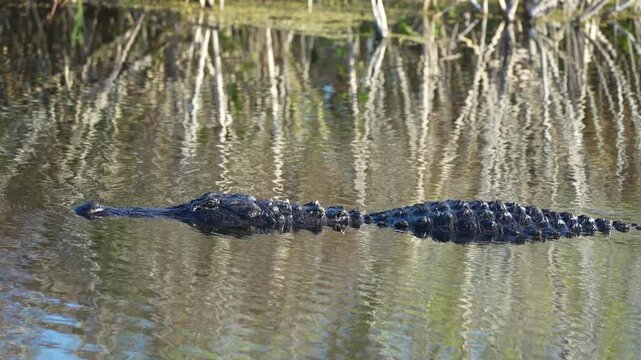 Menacing alligator swimming in water