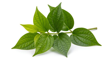 Obraz premium Fresh green betel leaf with clear veins isolated on white background, showcasing the natural beauty of the plant, herbal, botanical and natural health concepts.