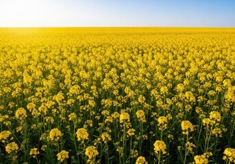 Expansive view of vibrant yellow blossoms covering a vast field under brilliant sunlight, representing a vibrant summer month, buttercup, harvest, botany