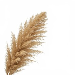 Fluffy beige pampas grass plume isolated on a stark white studio background, showcasing soft texture and neutral colors for design, studio, closeup, clean