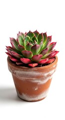 Small vibrant succulent plant growing in a classic terracotta clay flowerpot, isolated on a clean white background, showcasing gardening and organic home decor, miniature, vessel, vibrant