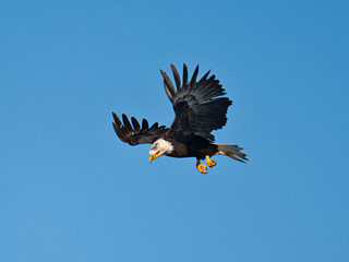 Obraz premium Majestic bald eagle soaring through clear blue sky in daylight
