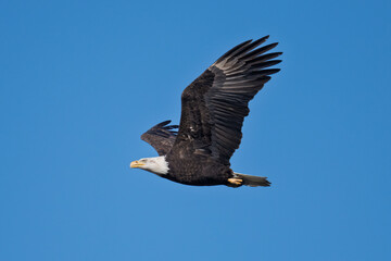 Obraz premium Majestic Bald Eagle Soaring Against Clear Blue Sky