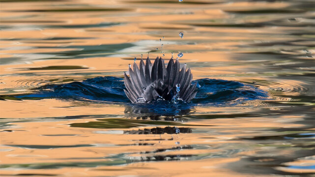 Bufflehead duck diving underwater with tail feathers visible above the water surface