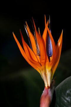 red and yellow flower