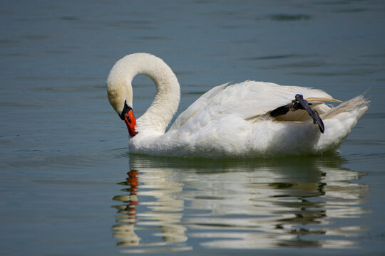 swan on the water