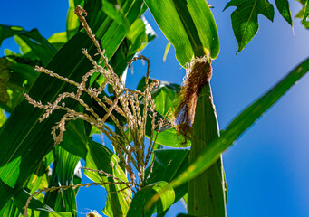 espiga de milho verde no pé