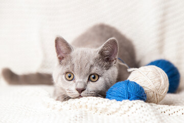 scottish grey cat playing with blue and white balls skeins of thread on white blanket background. Little curious kitten hunts and looking at camera