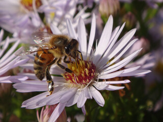 The western honey bee (Apis mellifera), also known as the European honey bee, worker feeding on a pink aster flower