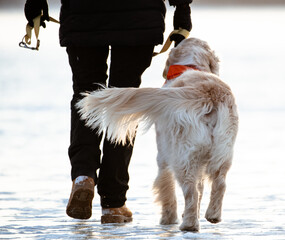 golden retriever walking on frozen lake
