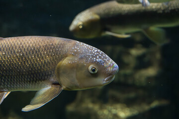 Close up of freshwater river fish with white breeding tubercles on head swimming underwater