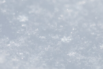 Obraz premium Delicate Snowflakes Resting on a Winter Landscape, Capturing the Essence of January's Cold Embrace Amidst a Frosted Wonderland