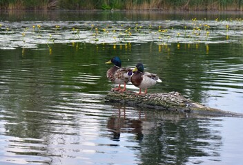 Seagulls and ducks on the lake in spring