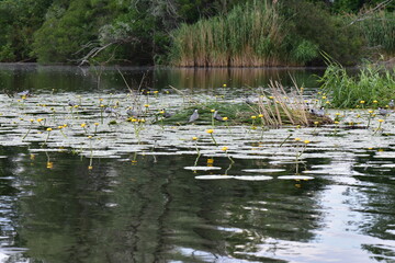 Seagulls and ducks on the lake in spring