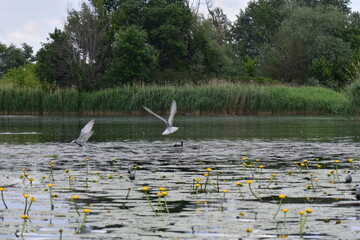 Seagulls and ducks on the lake in spring