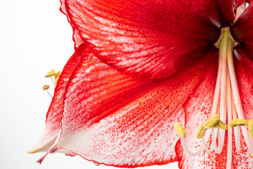 Red amaryllis flower macro on white 
