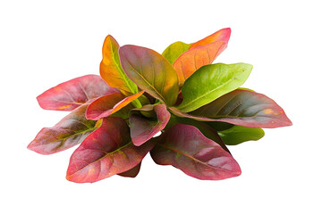 fresh sorrel leaves isolated on white background