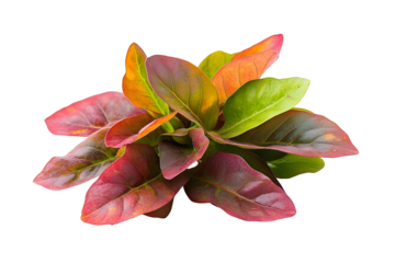 fresh sorrel leaves isolated on white background