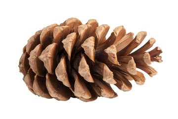 Pine Cone isolated on white background