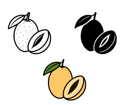 Tropical fruit icon, sapodilla illustration in outline, silhouette and colored versions