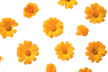 Marigold flower isolated on a white background Decorative element for design Day of the Dead and Indian holidays Flat lay