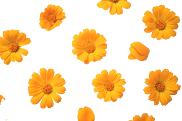 Marigold flower isolated on a white background Decorative element for design Day of the Dead and Indian holidays Flat lay