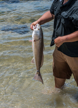 large redfish caught in the river