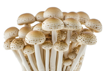 Shimeji mushroom white beech mushrooms isolated on white background clipping path full depth of field