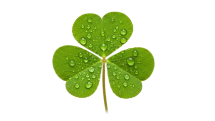 Lucky four leaf clover with dew drops on white background