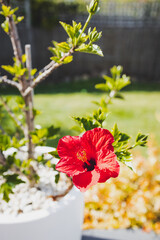 red hibiscus flower in tropical australian backyard garden setting