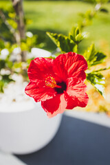 red hibiscus flower in tropical australian backyard garden setting