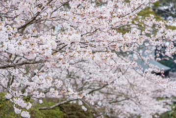 満開になった桜の木