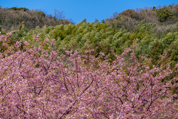 青空に映える河津桜