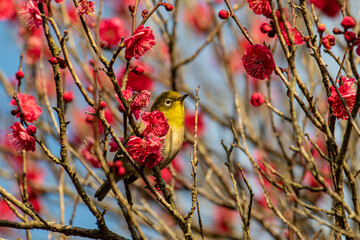 紅梅の花に止まるメジロ