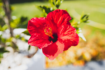 red hibiscus flower in tropical australian backyard garden setting
