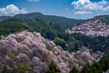 青空と吉野山の桜