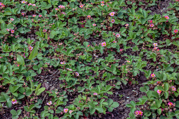 Garden strawberry - Fragaria Comarum Pink Panda