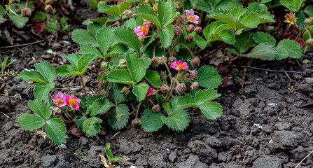 Hybrid strawberry with a pink flowers. Garden strawberry - Fragaria Comarum Pink Panda
