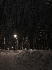 Snow covered trees in the winter cold park. 