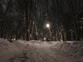 Snow covered trees in the winter cold park. 